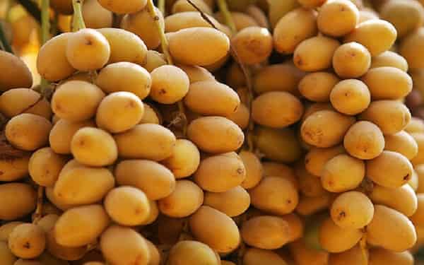 تصویر 4 از خرید و فروش خرما برحی تازه با شرایط فوق العاده